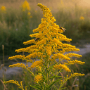 Extract of goldenrod