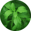 Stevia